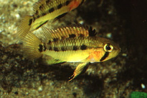 Apisto-cruzi1