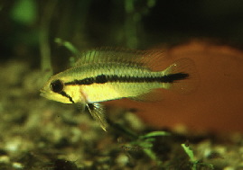 Apisto-gephyra