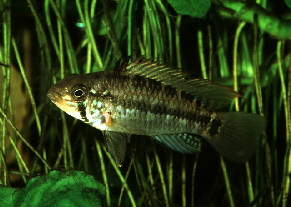 Apisto-gossei