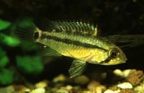 Apisto-gossei1