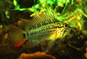 Apisto-guttata