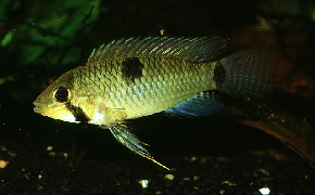 Apisto-hippolytae