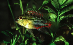 Apisto-hongsloijpg
