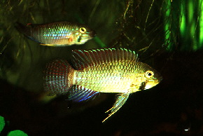 Apisto-hyppolytae1