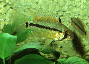 Apisto-ortmanni