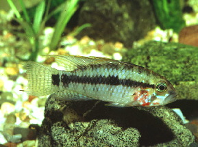 Apisto-personata