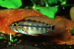 Apisto-piau
