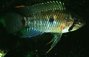 Apisto-steind