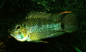 Apisto-steind1