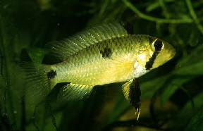 Apisto-steind2