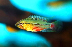 Apistogramma__hongsloi2