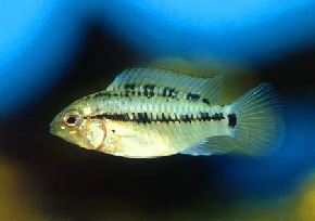 Apistogramma__hongsloi3