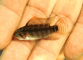 Apistogramma__personata