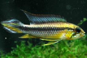 Apistogramma_agassizii