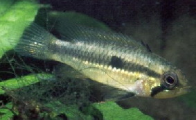Apistogramma_agassizii1