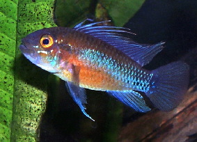 Apistogramma_atahualpa