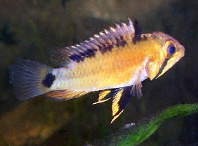Apistogramma_atahualpa2