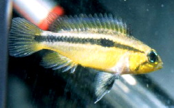 Apistogramma_bitaeniata2
