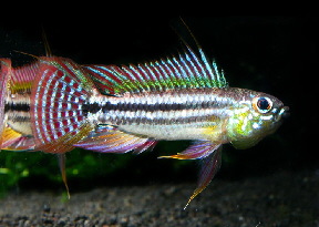 Apistogramma_bitaeniata5