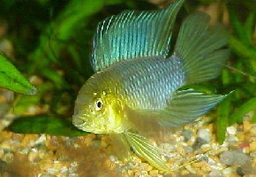 Apistogramma_borelli3