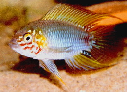 Apistogramma_borelli4