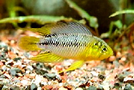 Apistogramma_borelli5
