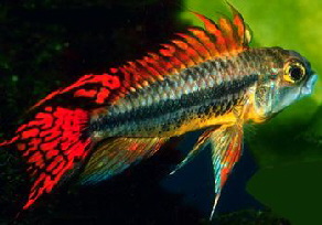 Apistogramma_cacatuoides