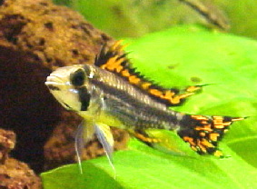 Apistogramma_cacatuoides2