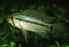 Apistogramma_caetei