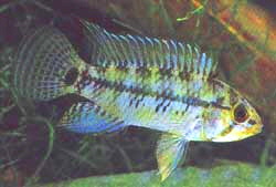 Apistogramma_caetei3