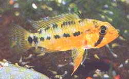 Apistogramma_caetei4