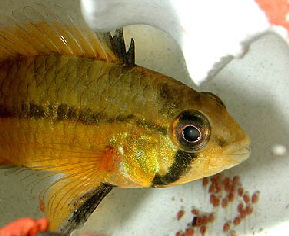 Apistogramma_cf.eunotus_female