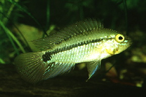 Apistogramma_commbrae