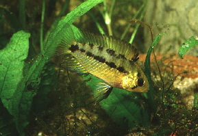 Apistogramma_commbrae1
