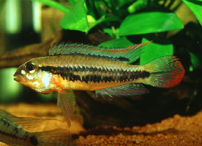Apistogramma_diplotaenia