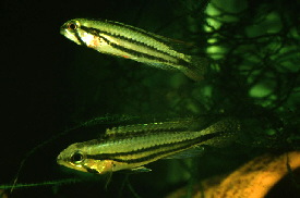 Apistogramma_diplotaenia2