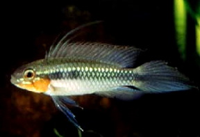 Apistogramma_elizabethae