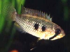 Apistogramma_elizabethae2