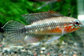 Apistogramma_elizabethae4