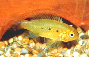 Apistogramma_geisleri