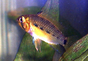 Apistogramma_geisleri2