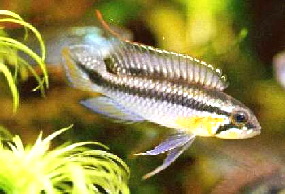 Apistogramma_gephyra