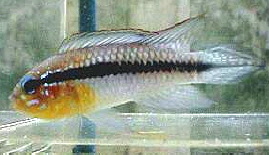 Apistogramma_gephyra2