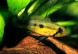 Apistogramma_gibbiceps