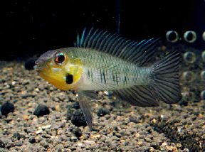 Apistogramma_gibbiceps2
