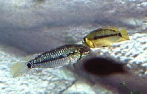 Apistogramma_gossei