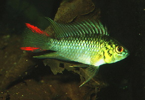 Apistogramma_hoignei