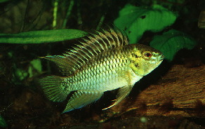 Apistogramma_hoignei2