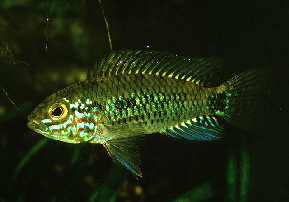 Apistogramma_inconspicua2