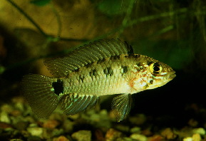 Apistogramma_inconspicua3
